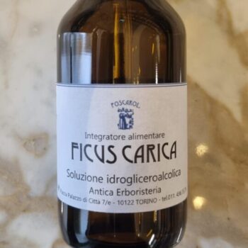 Ficus carica MG